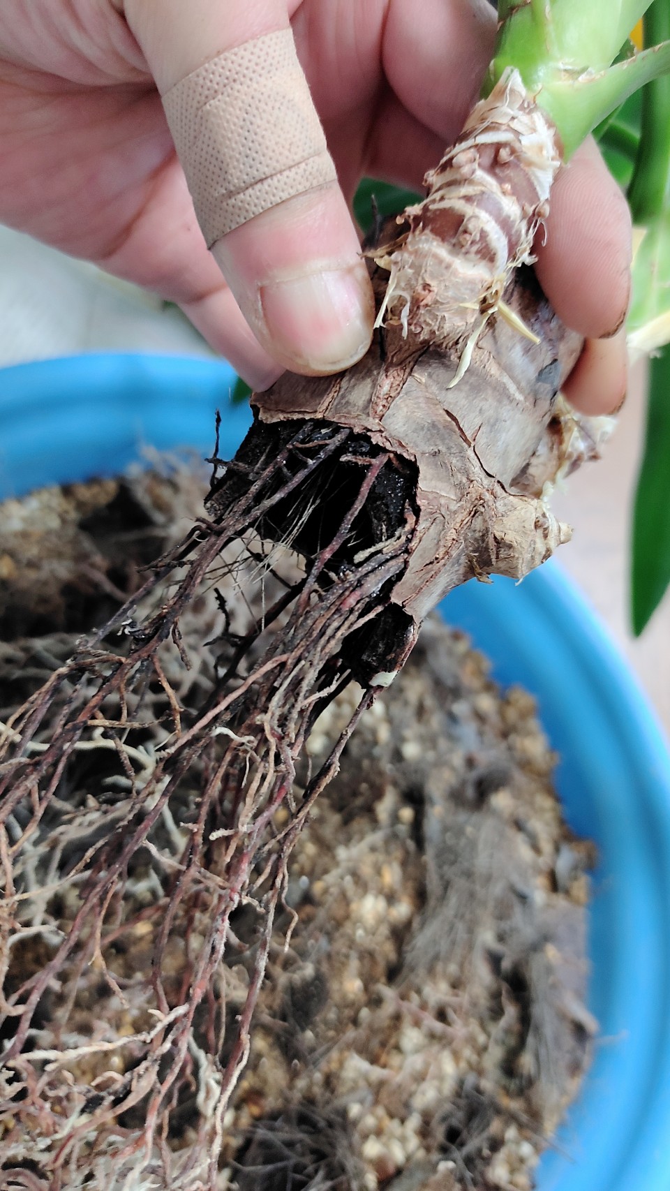 幹の中に根を伸ばす植物の生存本能